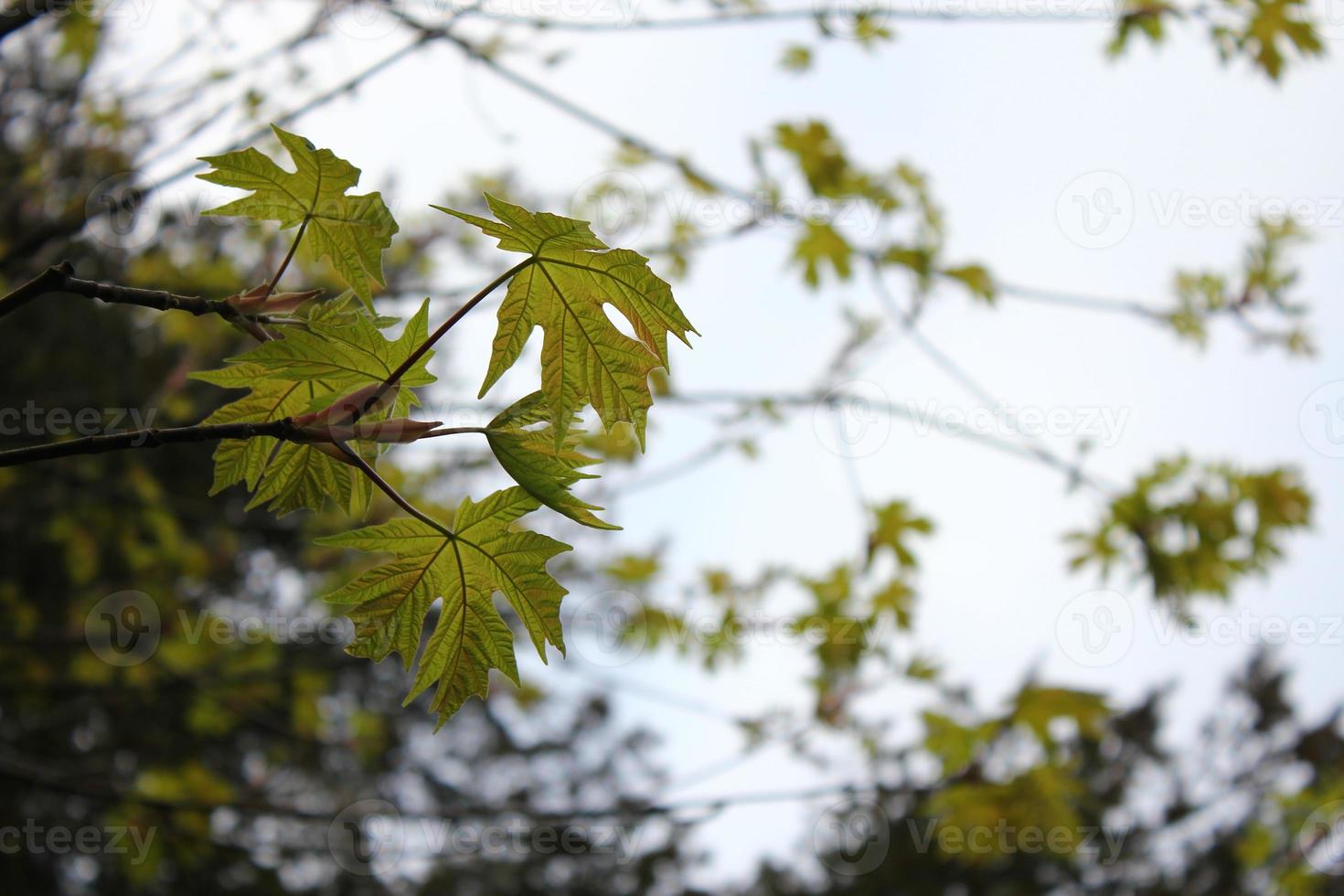 folhas de bordo verdes saem no início da primavera. foto