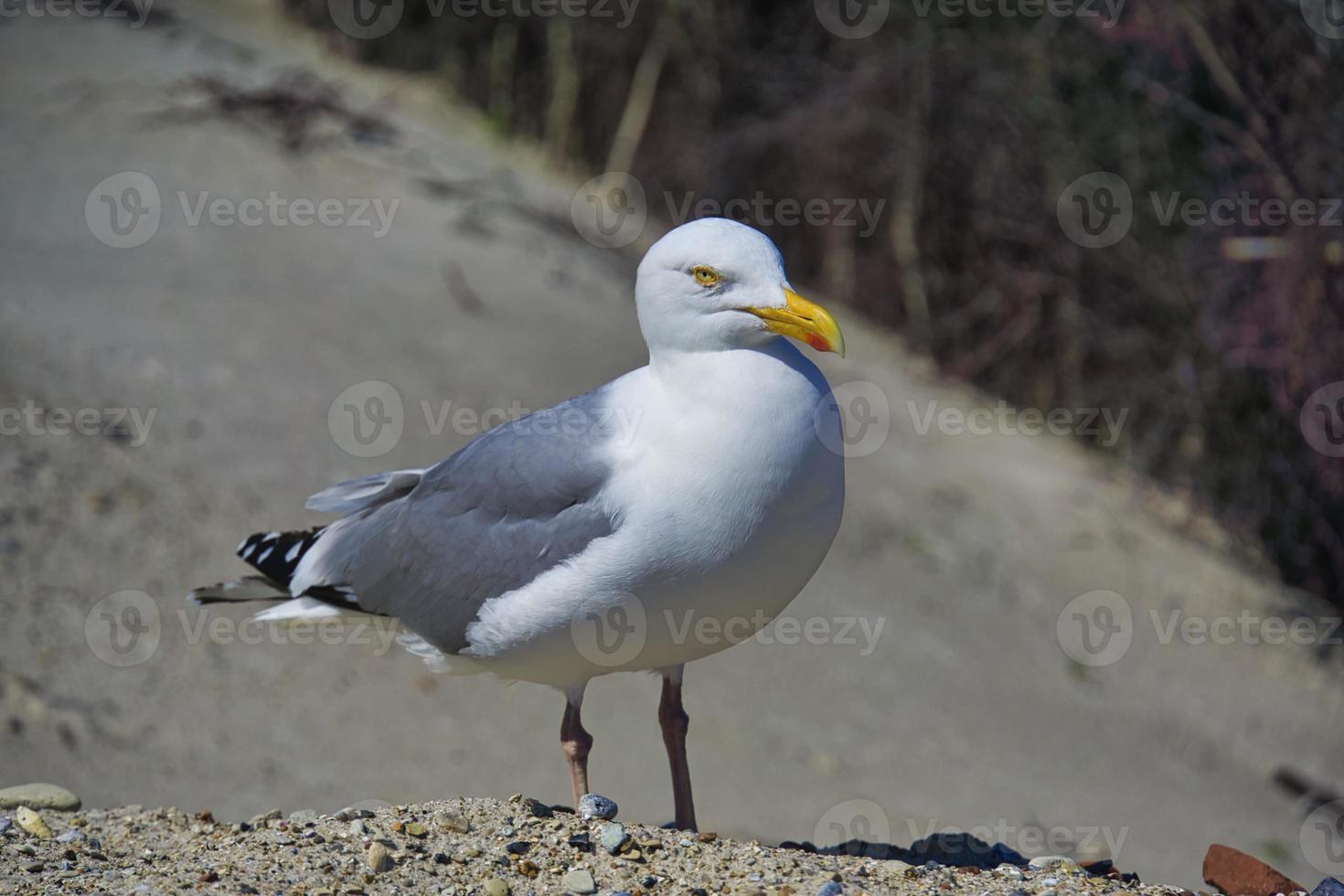 gaivota de arenque europeu em heligoland foto