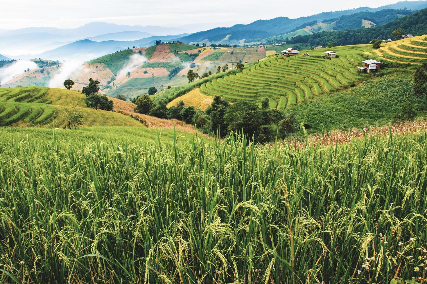 paisagem do terraço de arroz em ban pa bong piang em chiang mai tailândia foto