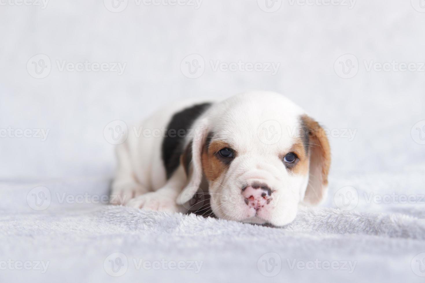 cachorrinho beagle bonito idade um mês sentado e olhando para a frente. imagem tem espaço de cópia para anúncio ou texto. foto