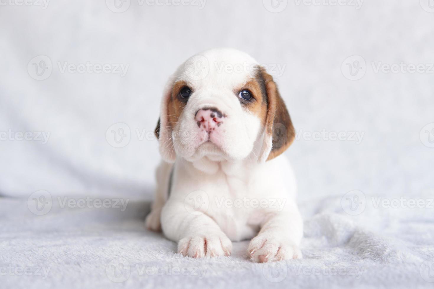 cachorrinho beagle bonito idade um mês sentado e olhando para a frente. imagem tem espaço de cópia para anúncio ou texto. foto