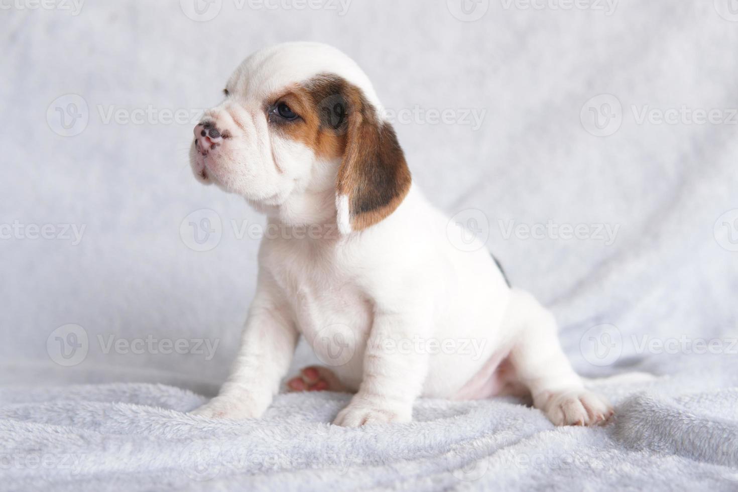 o beagle foi desenvolvido principalmente para caçar lebres. possuindo um grande olfato e instintos de rastreamento superiores. imagem tem espaço de cópia para anúncio ou texto. foto