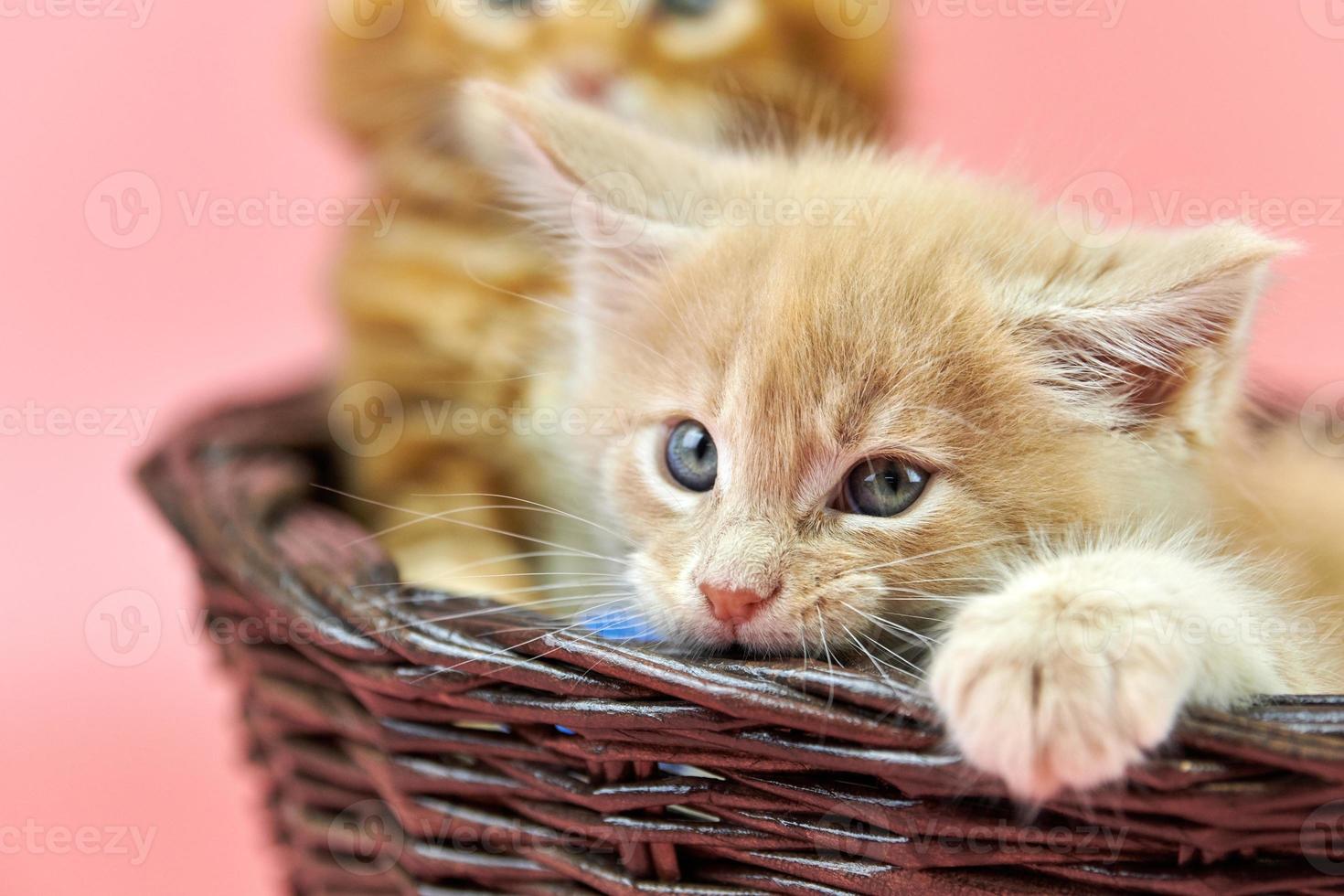 gatinhos maine coon na cesta, vermelho e creme foto