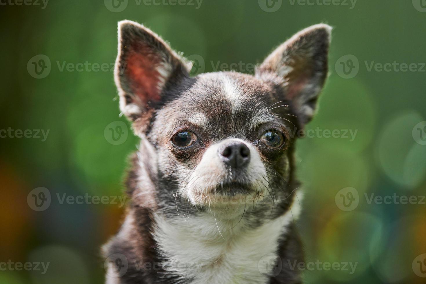 retrato de cachorro chihuahua, cachorrinho no jardim foto