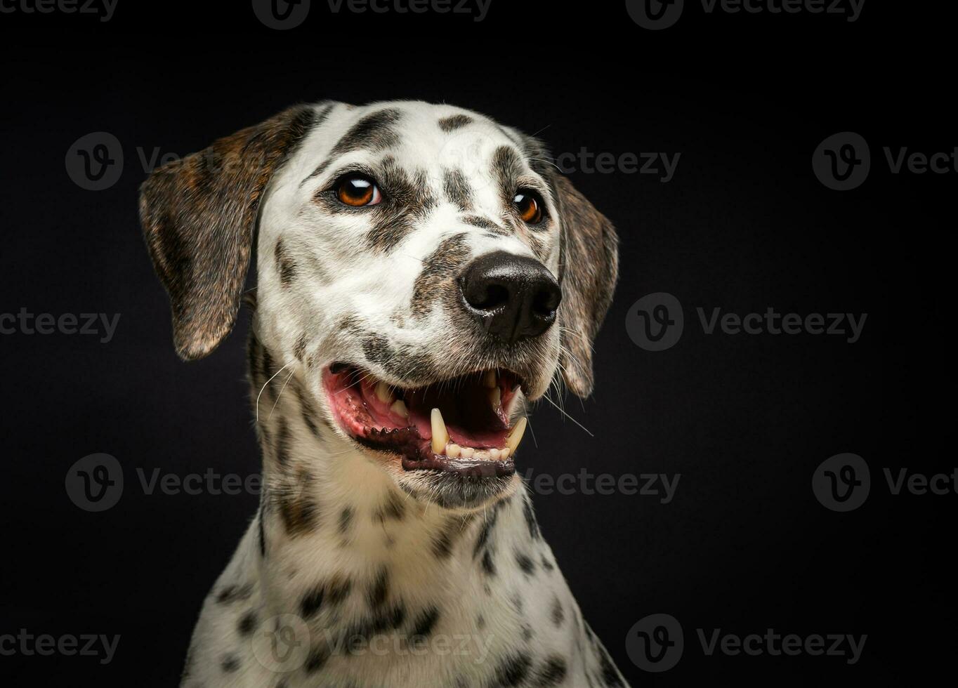 retrato de um cachorro dálmata, em um fundo preto isolado. foto