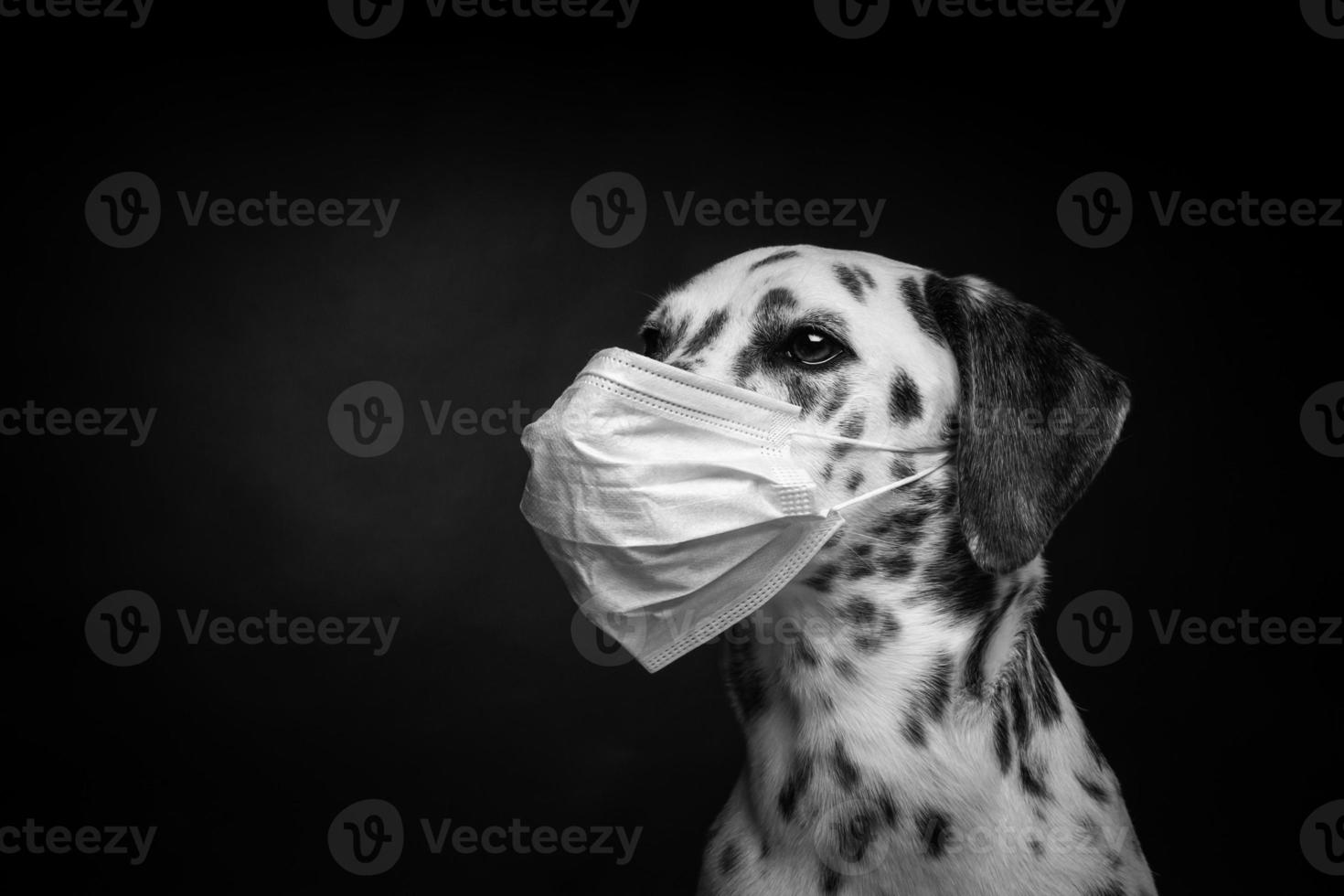 retrato de um cão de raça dálmata em uma máscara médica protetora, em um fundo preto. foto