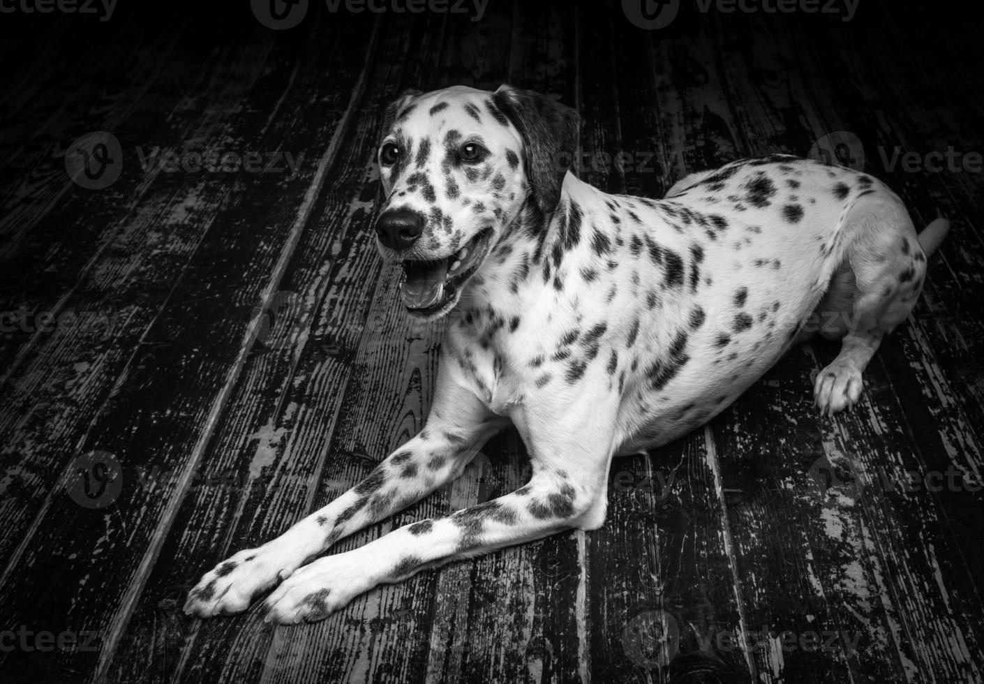 retrato de um cachorro dálmata, sobre um piso de madeira e fundo preto. foto