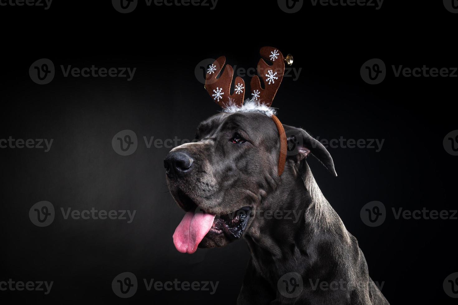 retrato de um cão puro-sangue com um chapéu de chifre de veado, destacado em um fundo preto. foto