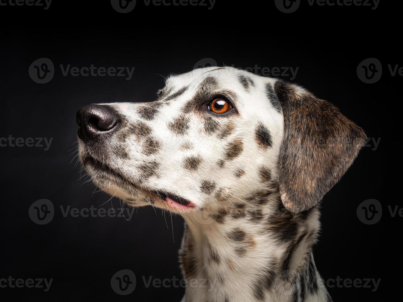 retrato de um cachorro dálmata, em um fundo preto isolado. foto