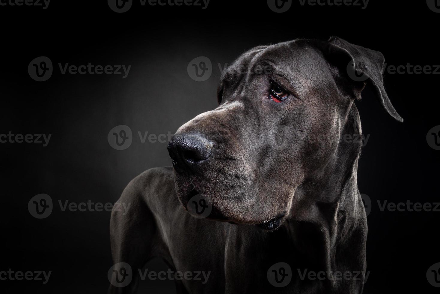 retrato de um cão dinamarquês, em um fundo preto isolado. foto