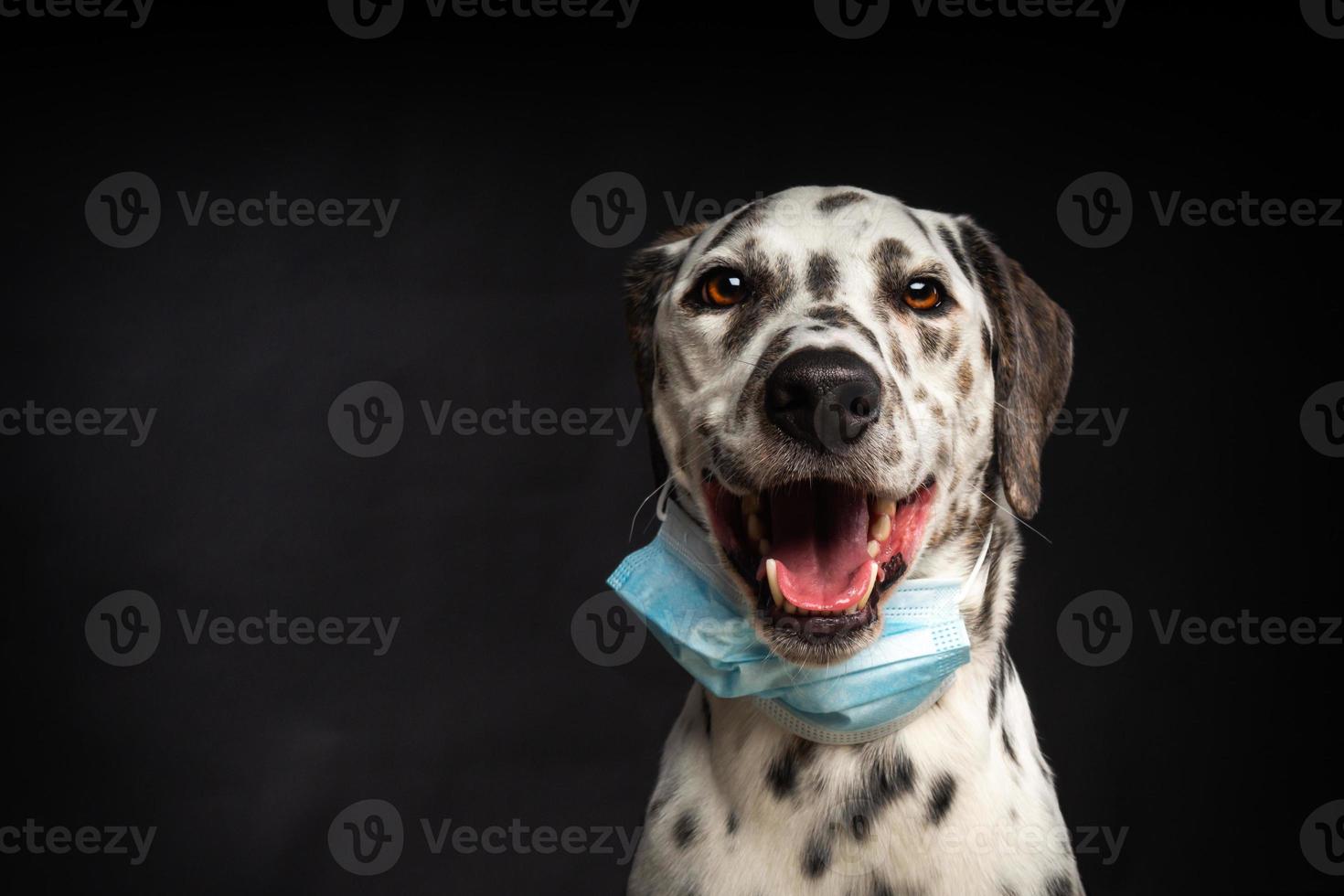 retrato de um cão de raça dálmata em uma máscara médica protetora, em um fundo preto. foto