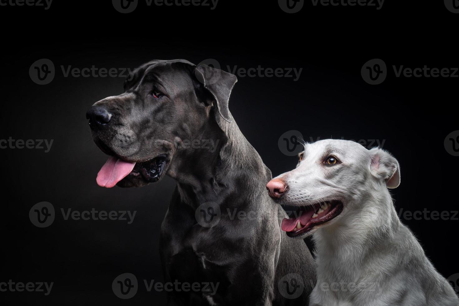 retrato de um Dogue Alemão e um cão branco sobre um fundo preto isolado. foto
