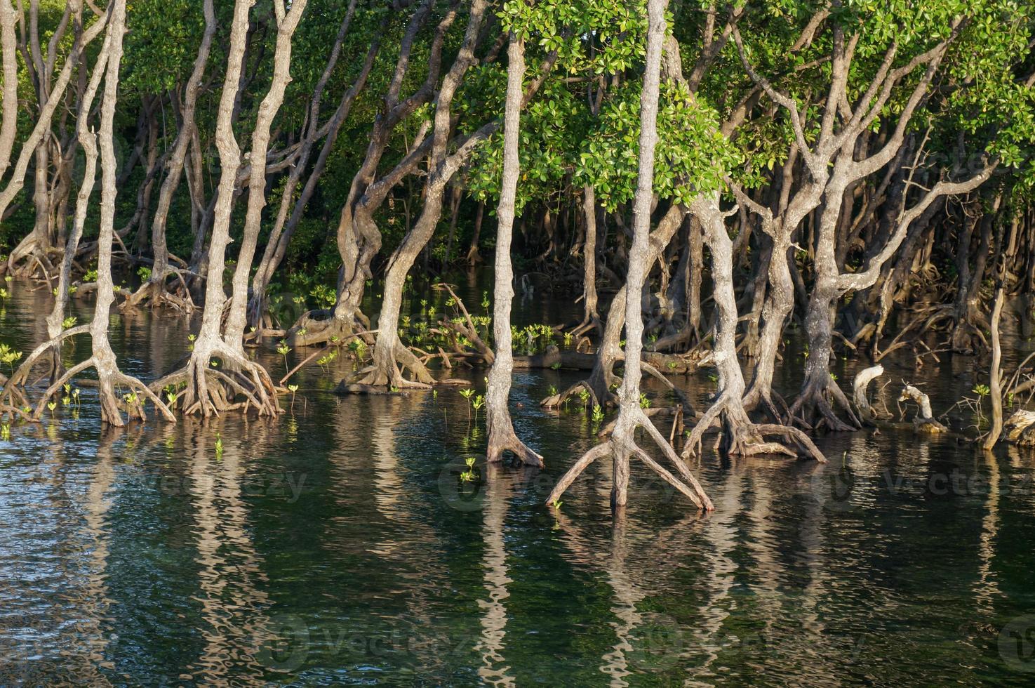 árvores de mangue em florestas de mangue com raízes de galhos crescem na água. foto