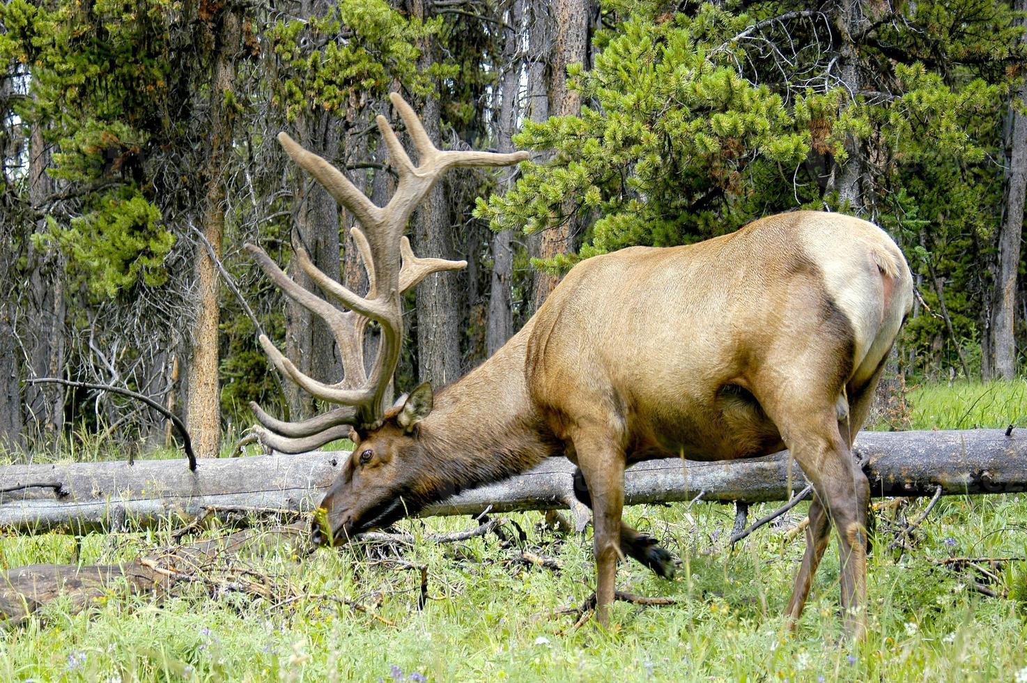 alce de touro pastando em um prado localizado na floresta do parque nacional de yellowstone. foto