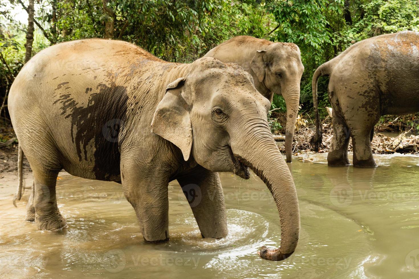 grupo de elefantes está tomando banho em uma lagoa na floresta tropical. província de chiang mai, tailândia. foto