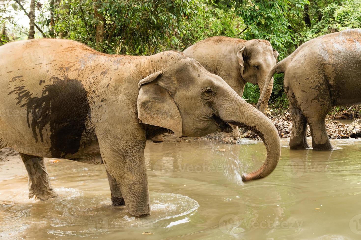 grupo de elefantes está tomando banho em uma lagoa entre uma floresta tropical. província de chiang mai, tailândia. foto