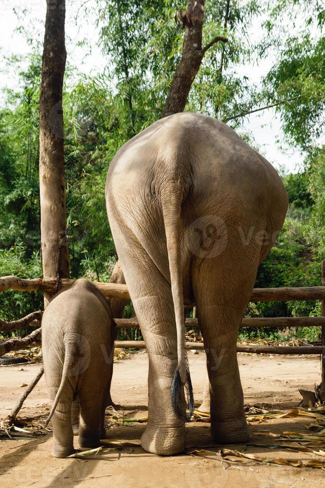 elefante bebê com sua mãe, vista traseira. província de chiang mai, tailândia. foto