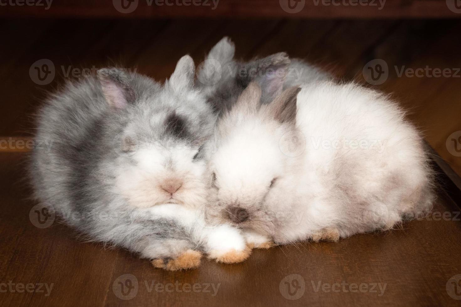 três coelhos fofos brancos e cinza dormindo em uma mesa de madeira. foto
