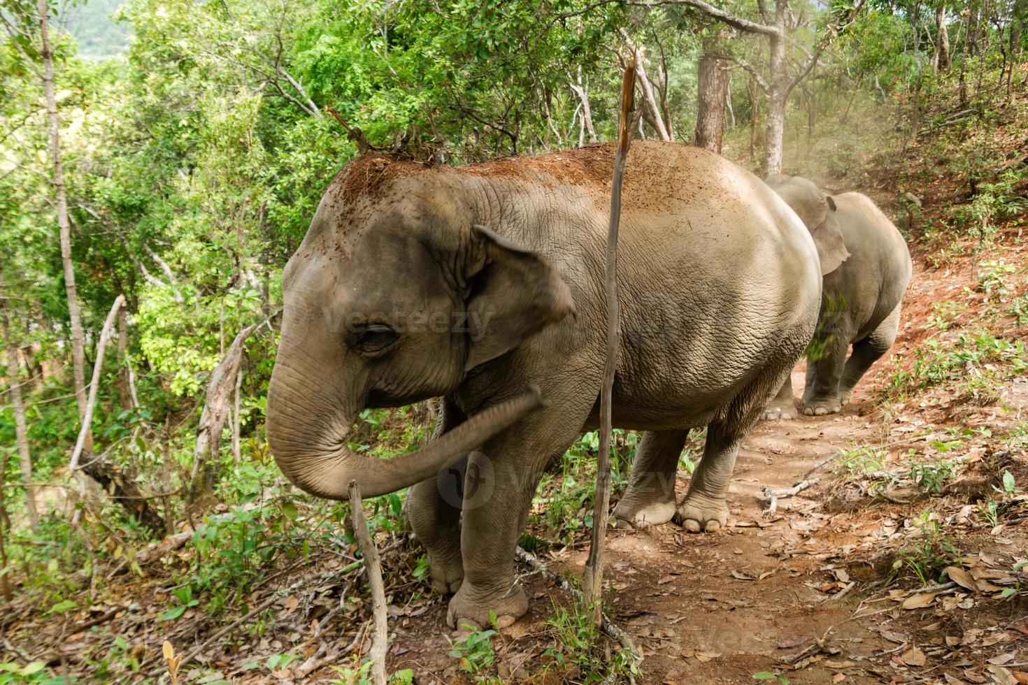elefante andando pela floresta tropical. província de chiang mai, tailândia. foto