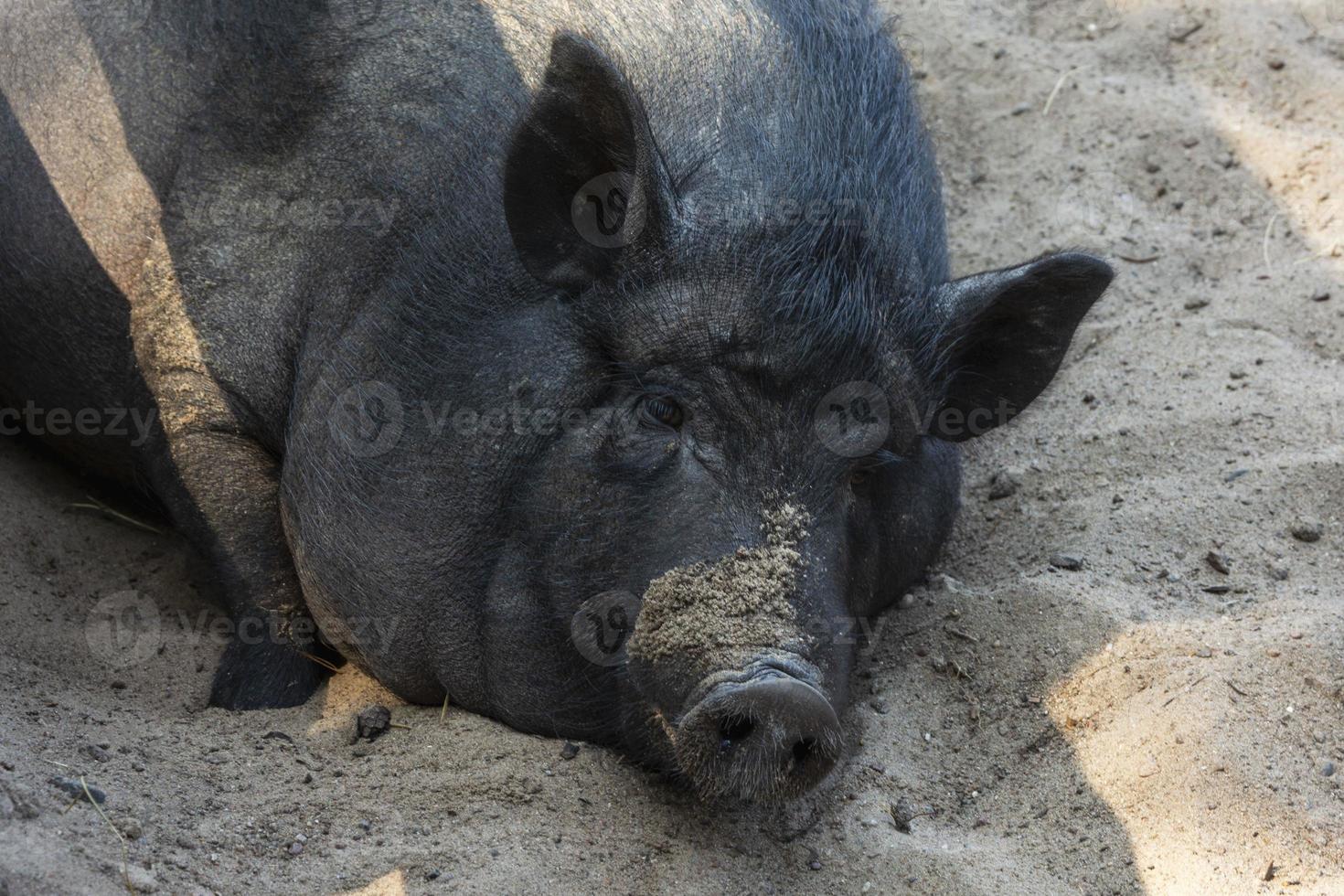 porco doméstico preto deitado em uma caneta no chão ao ar livre, close-up de cabeça de porco, animais de estimação foto