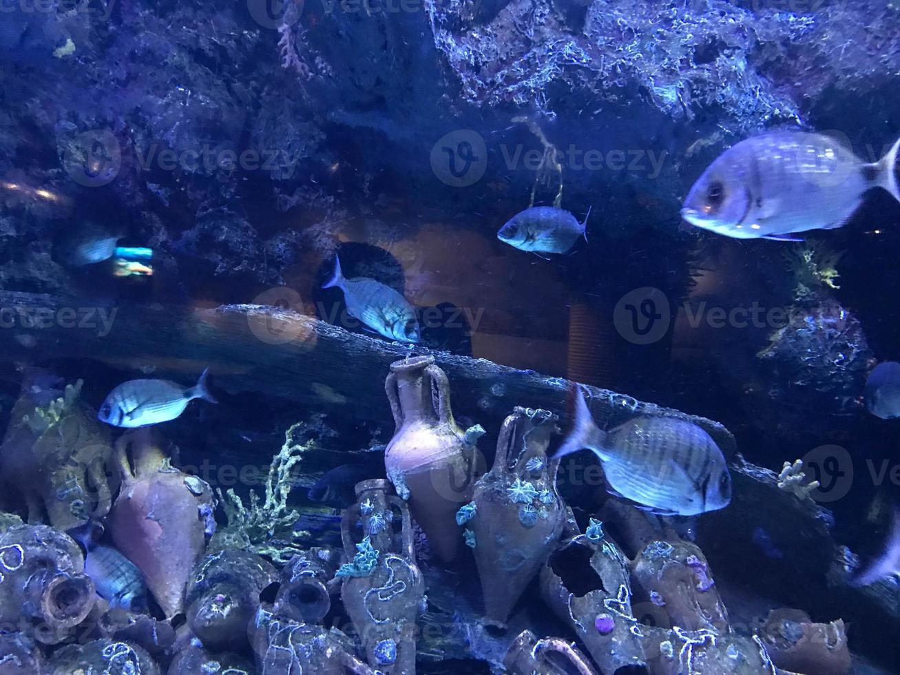 peixes bonitos multicoloridos nadam em um aquário ou debaixo d'água no oceano em um recife de coral. conceito de turismo, vida marinha, mergulho foto