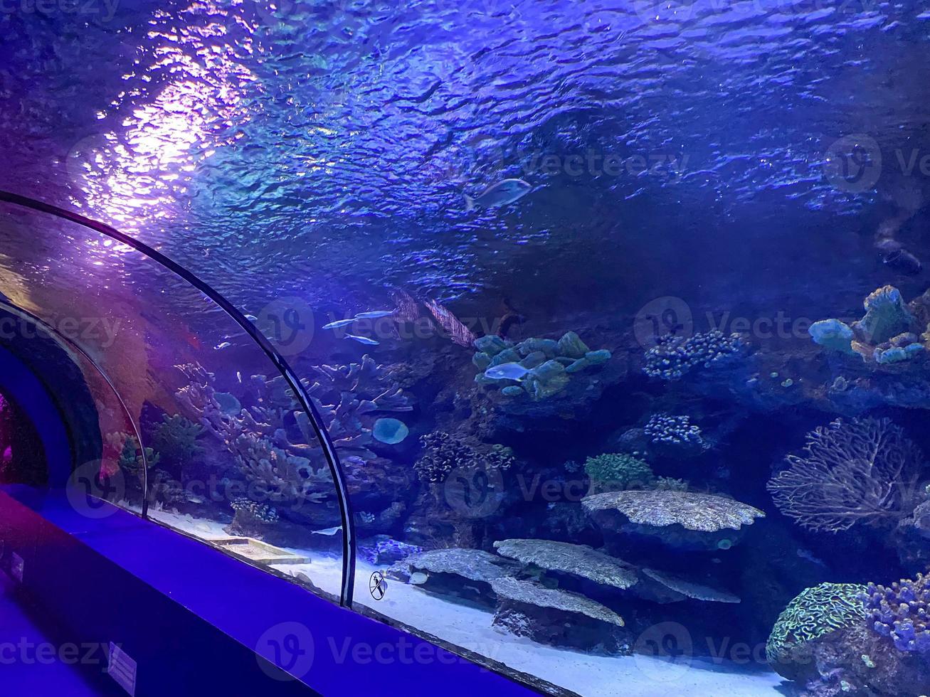 grande lindo túnel de vidro redondo debaixo d'água no aquário com peixes diferentes. conceito de turismo, mundo do mar, mergulho foto