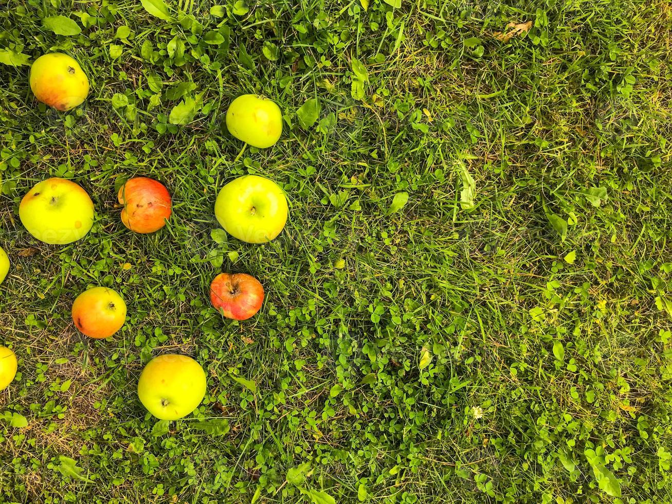 as maçãs encontram-se na grama verde. frutas são dispostas na forma da letra a. alfabeto de maçã. inscrição de maçãs. abreviação, assinatura de maçãs, iniciais de frutas. correio de frutas foto