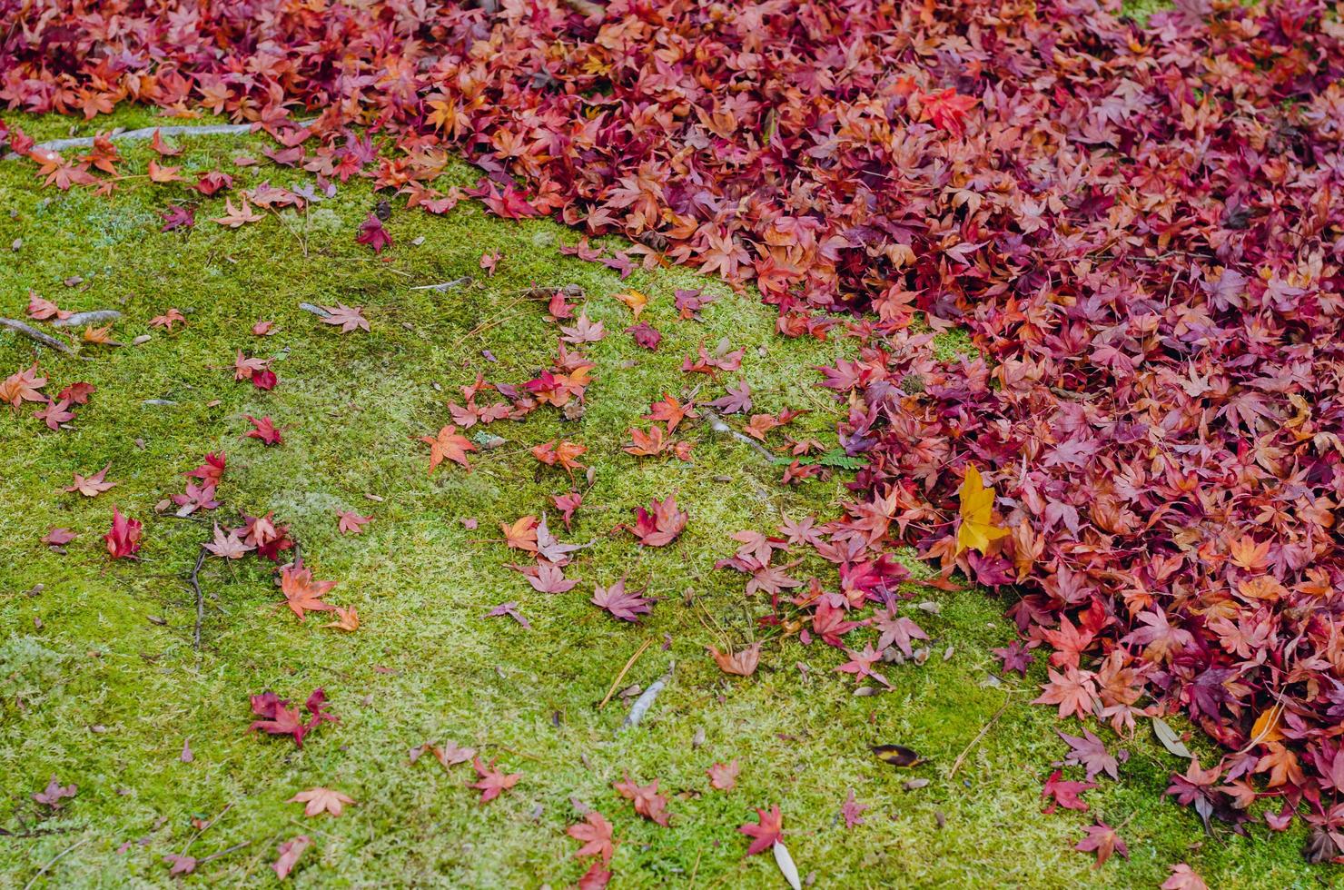 folhas de plátano coloridas caem no fundo do jardim de musgo verde no outono do japão. foto