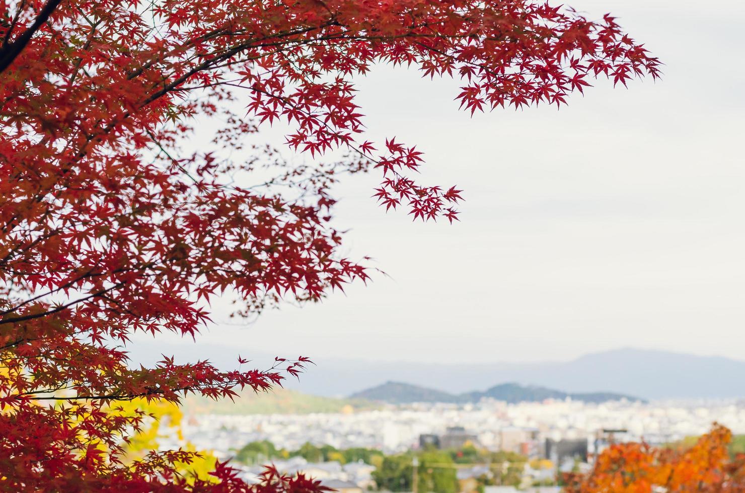 árvore de bordo colorida no outono com cenário de arashiyama, cidade de kyoto como pano de fundo. foto