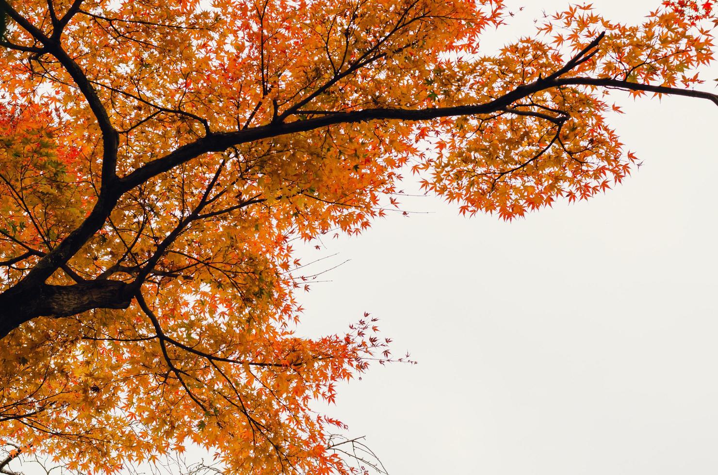 foco e bordo colorido borrado deixa a árvore com fundo branco no outono do japão. foto