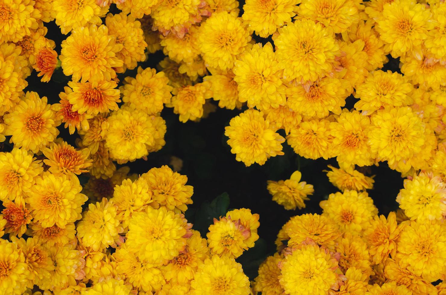 arbusto de flores de crisântemo amarelo para o conceito de temporada de primavera. foto