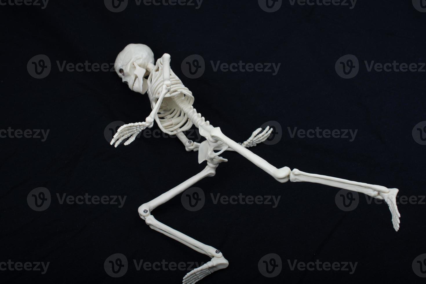 modelo de esqueleto humano posando para ciência de anatomia médica foto