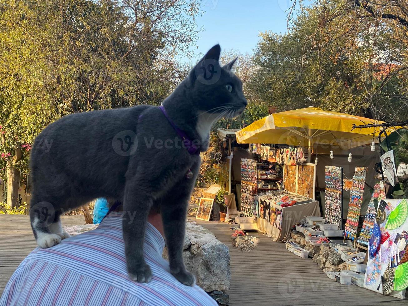 um gato turista preto senta-se nos ombros de um homem, o gato viaja com o dono ao redor do mundo por rotas turísticas para animais foto