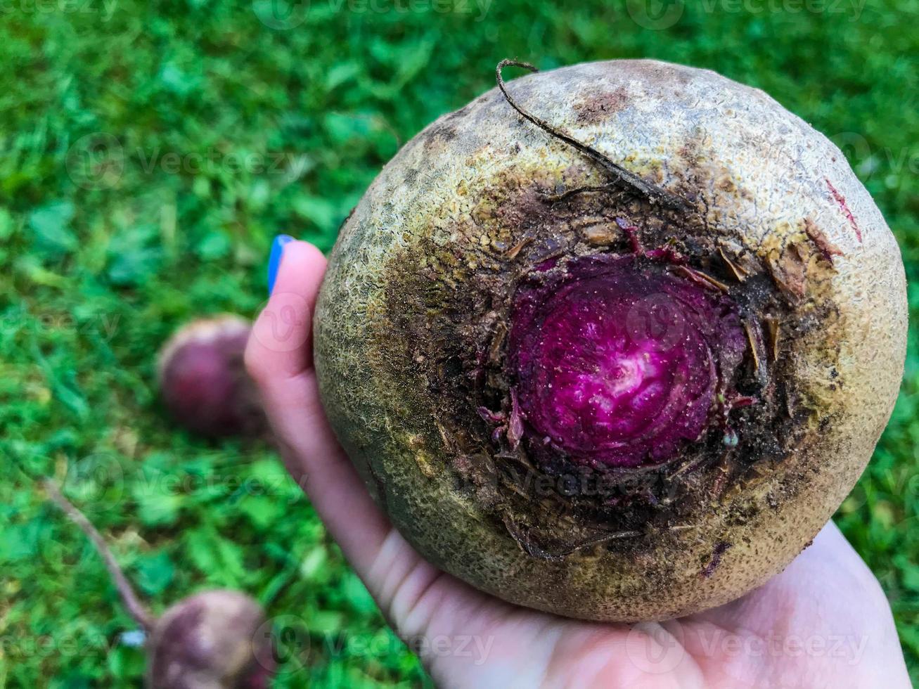 beterrabas estão deitadas na grama. vegetais para a preparação de alimentos dietéticos. na palma da mão de uma garota com uma manicure azul, encontra-se uma grande beterraba com um núcleo de pinho brilhante. vegetarianismo, dieta de alimentos crus foto