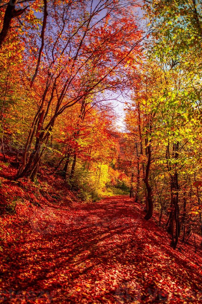 folhas coloridas de árvores de sonho e estrada de trilha na paisagem de outono. profundamente na trilha da floresta e as cores do outono vista magnífica. majestosa bela caminhada ensolarada. caminho pitoresco na natureza da floresta de outono foto