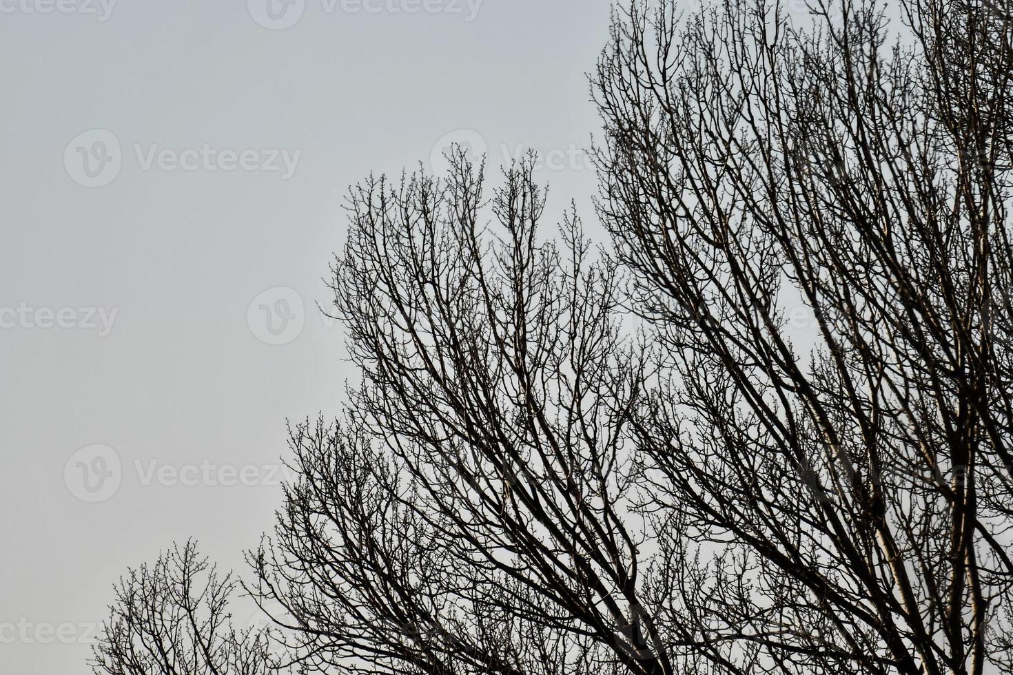 árvores e céu foto