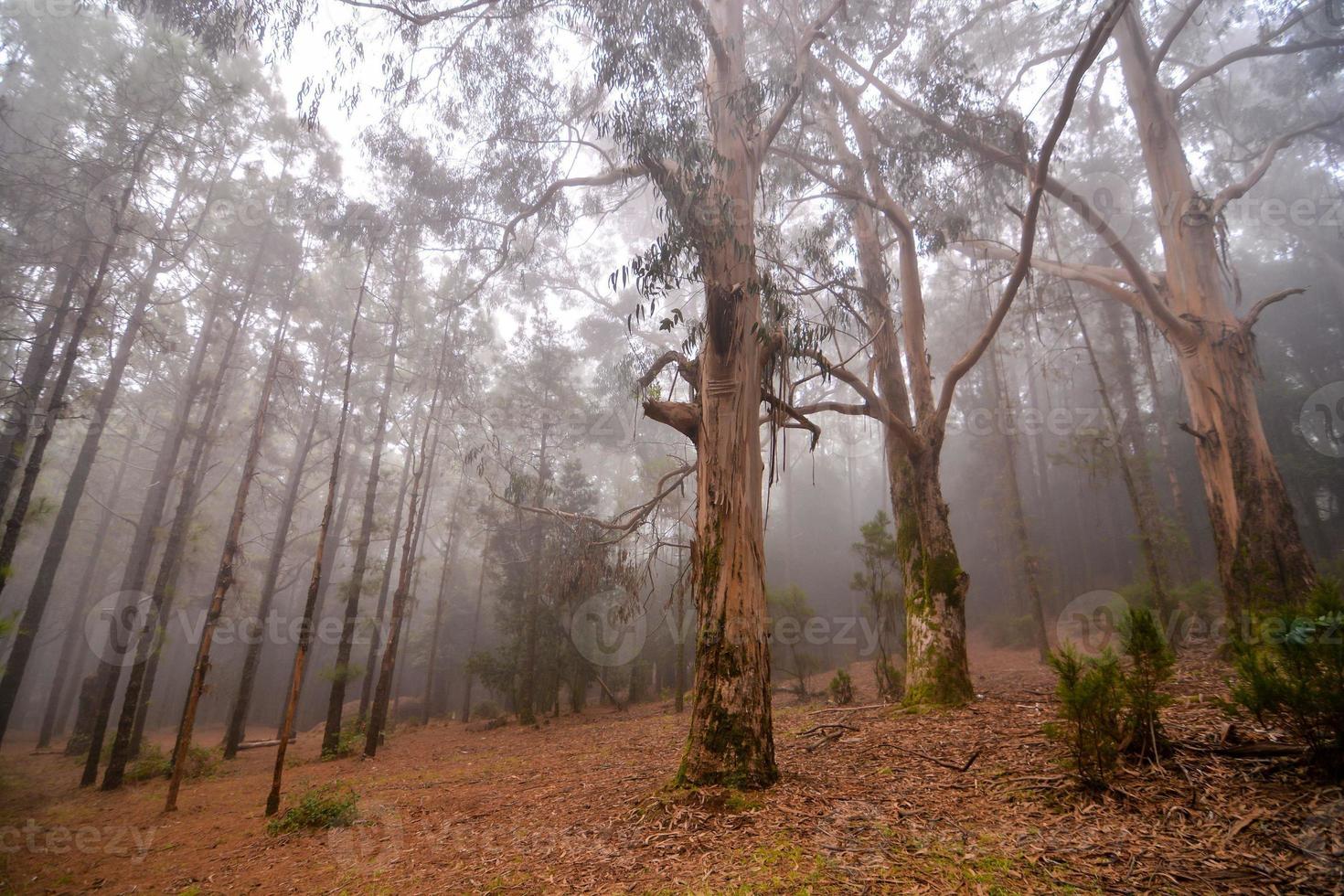 vista nevoenta da floresta foto