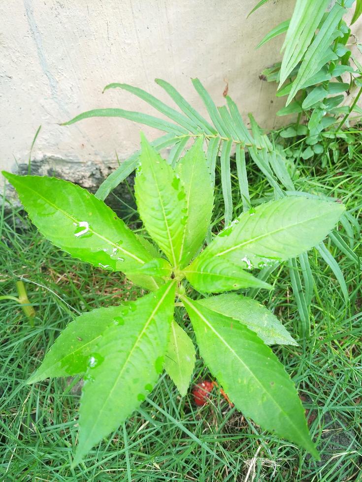 planta de flor de hena de água com fundo de grama verde. foto