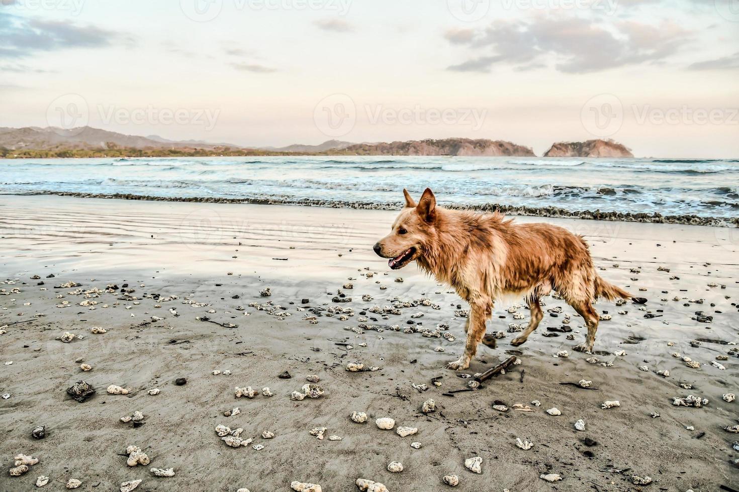 cachorro na praia foto