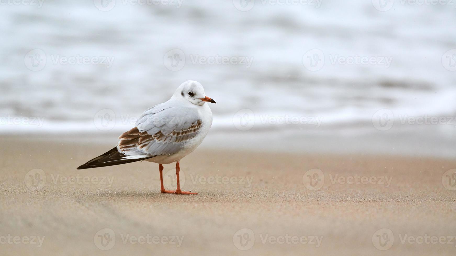 gaivota de cabeça preta na praia, mar e fundo de areia foto