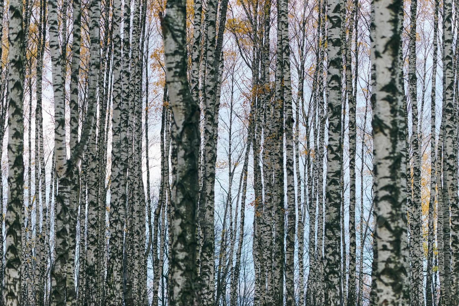 floresta densa de bétula foto