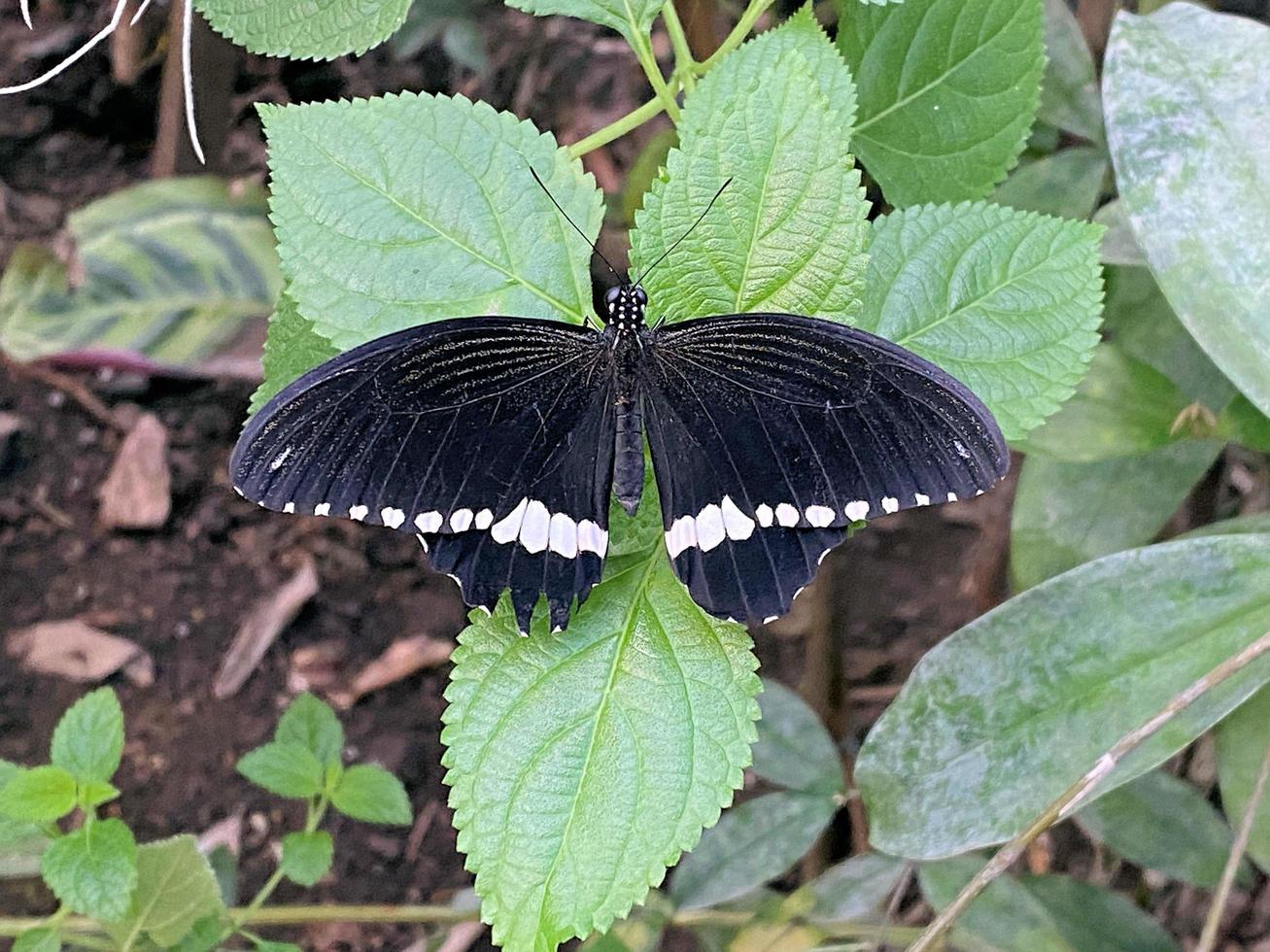 uma visão de uma borboleta foto