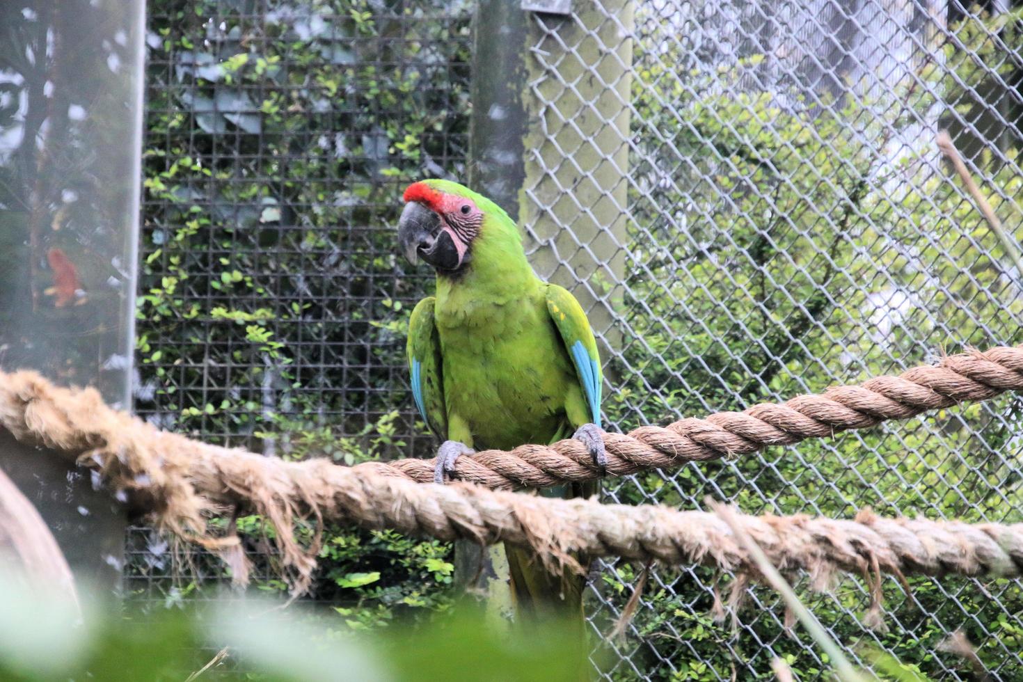 uma visão de uma arara foto