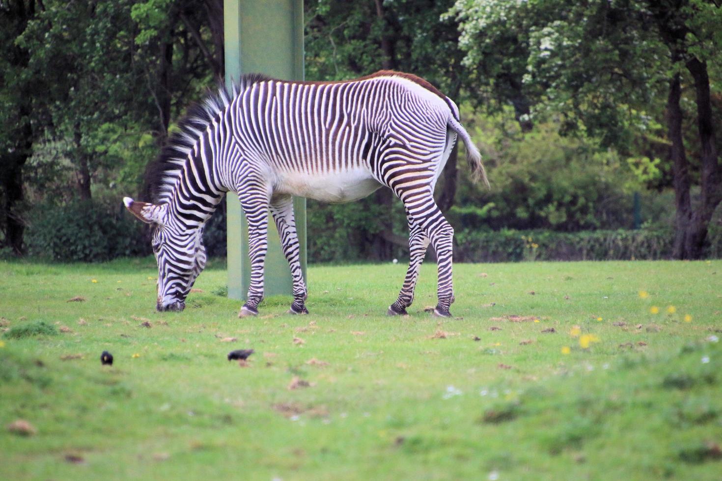 uma visão de uma zebra foto