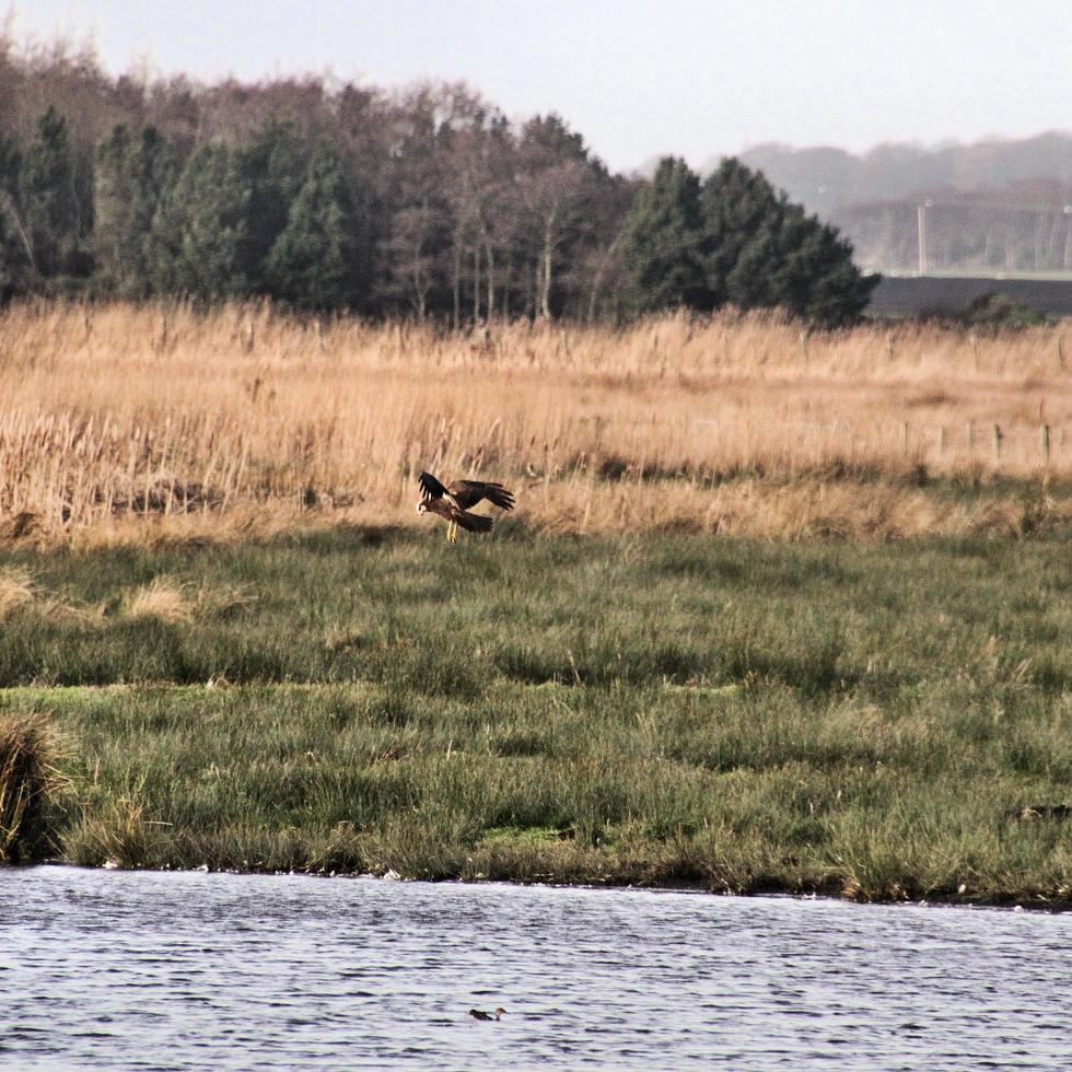 uma visão de um marsh harrier em voo na reserva natural de martin mere foto