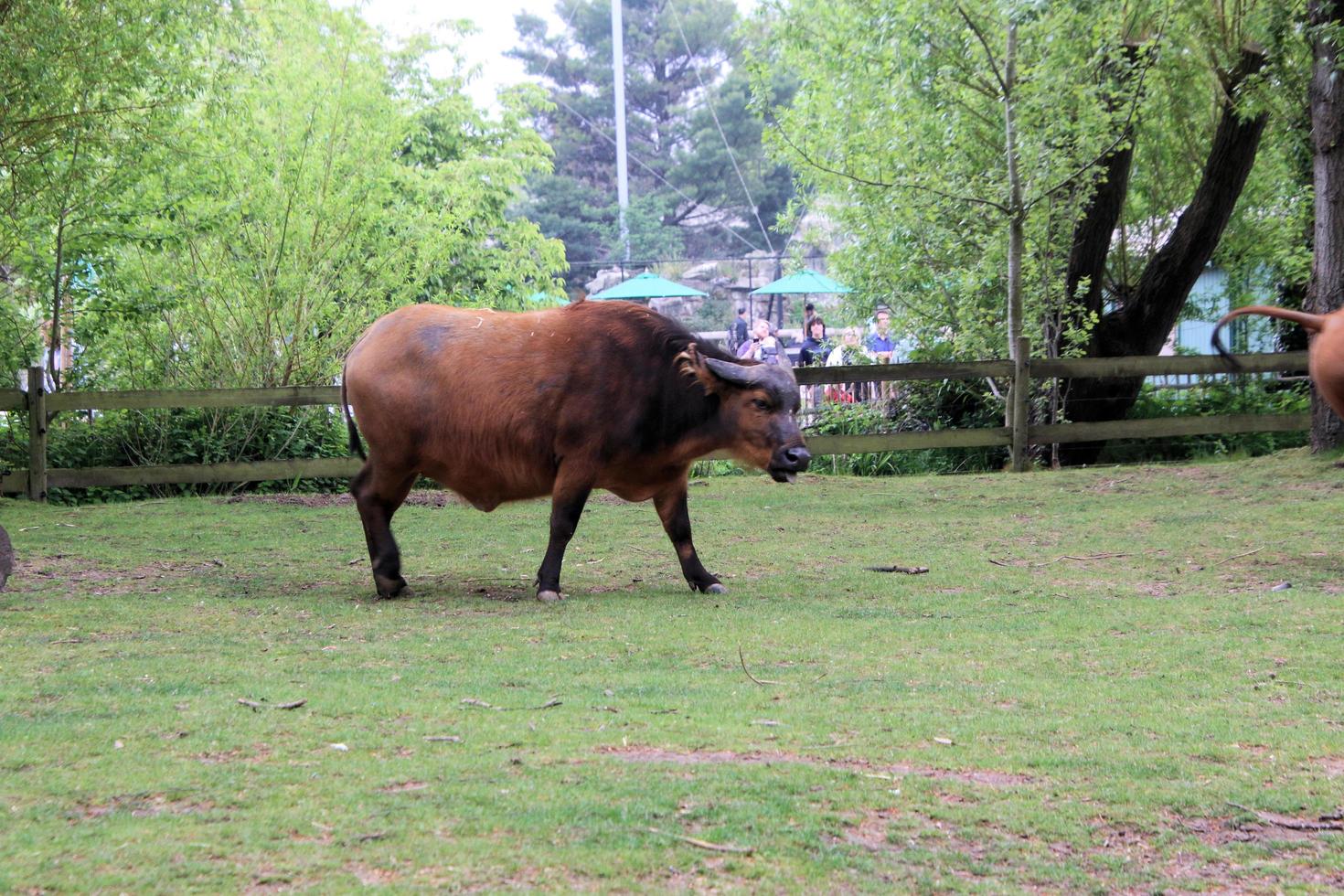 uma visão de um búfalo foto