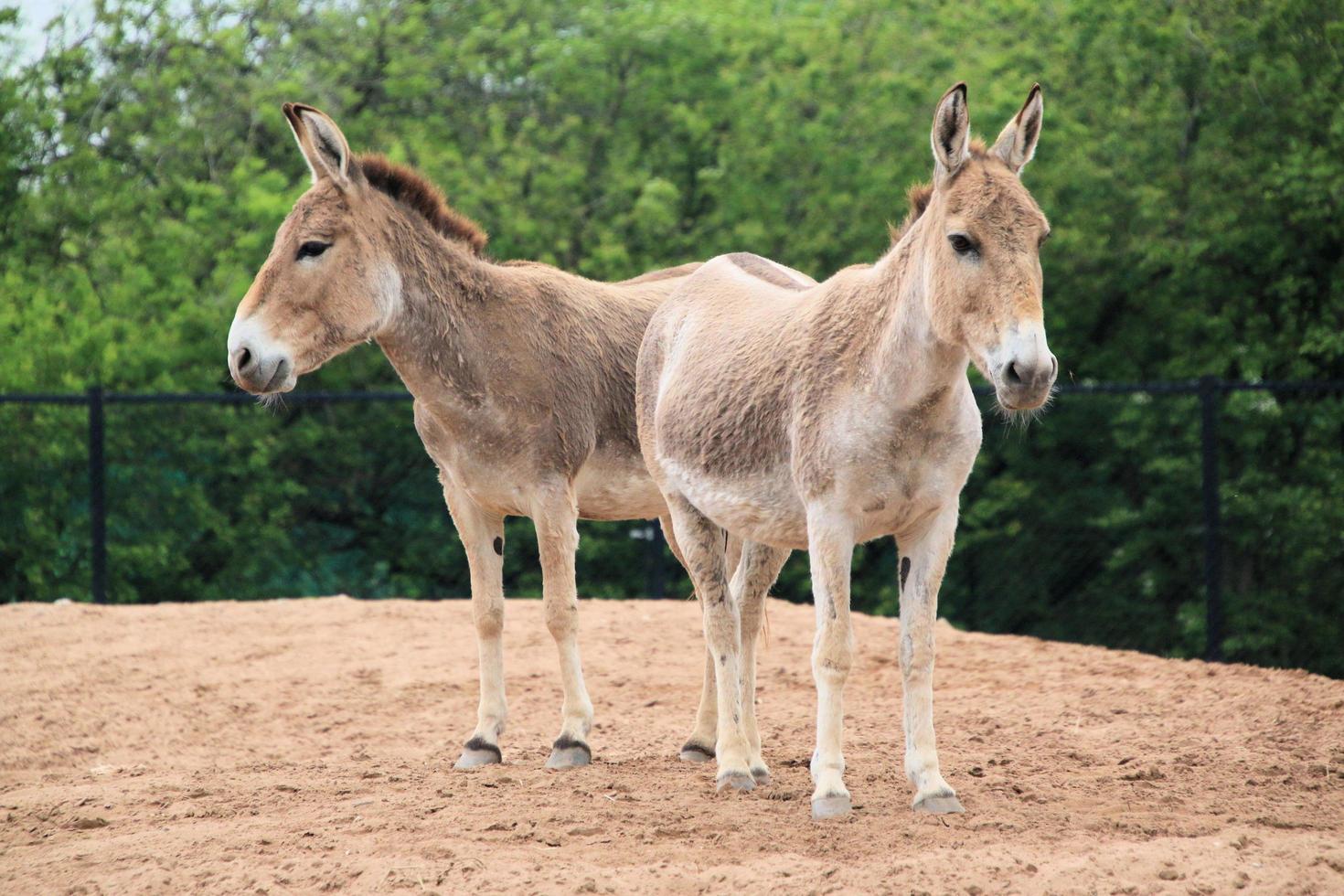 uma visão de um cavalo selvagem foto