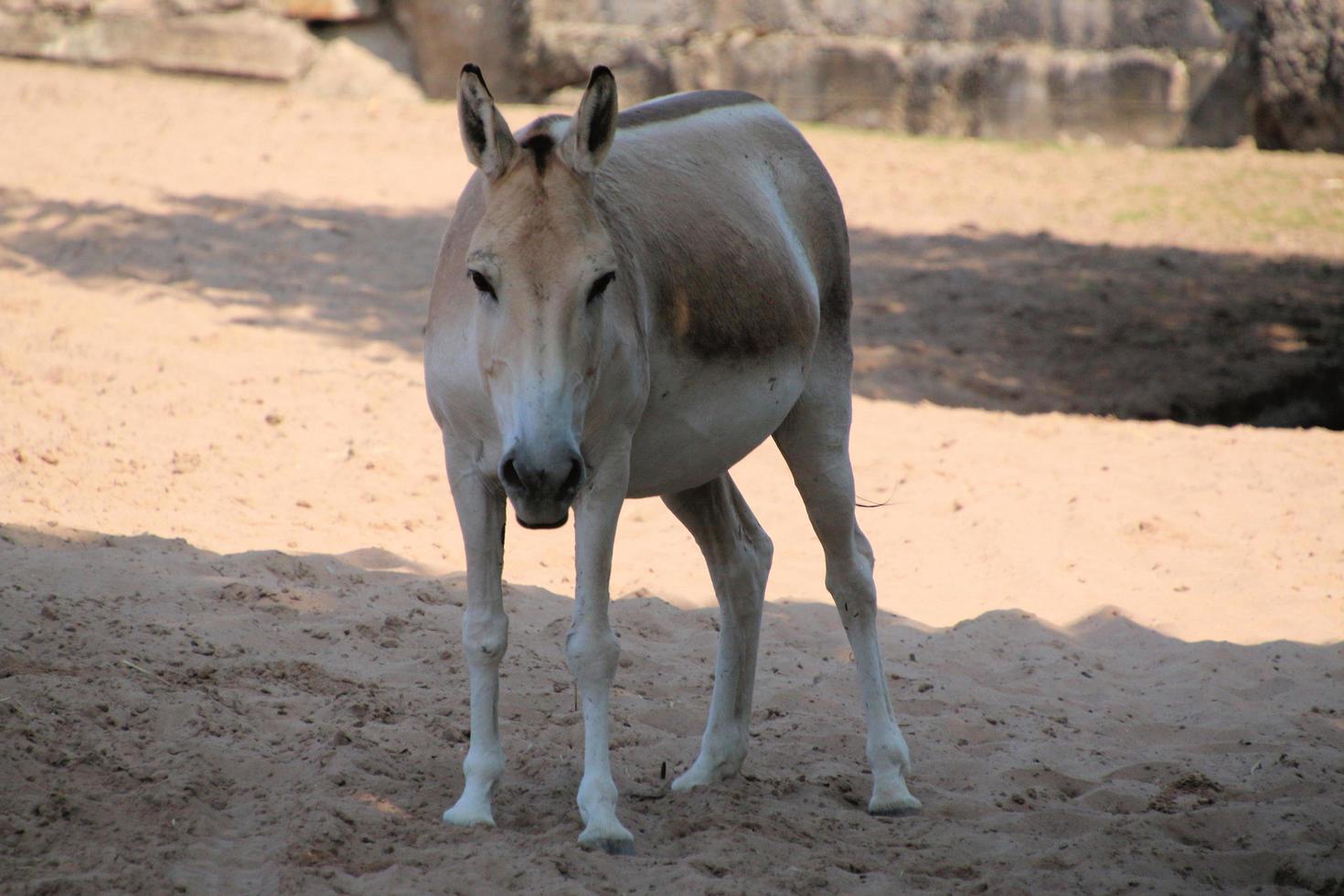 uma visão de um cavalo selvagem foto