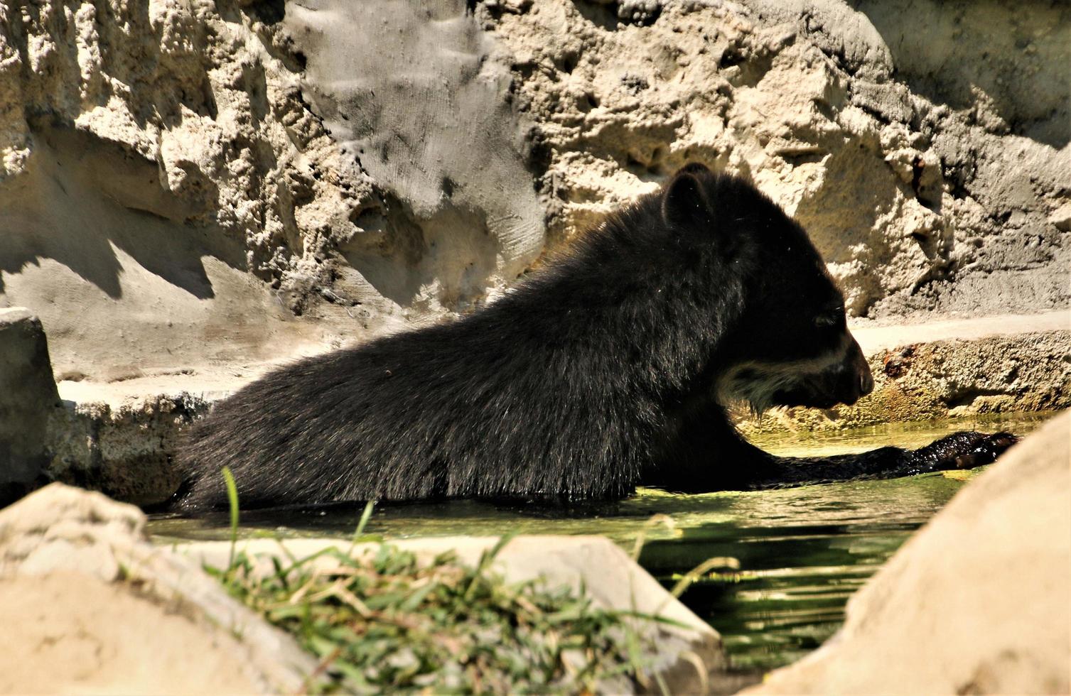 uma visão de um urso foto