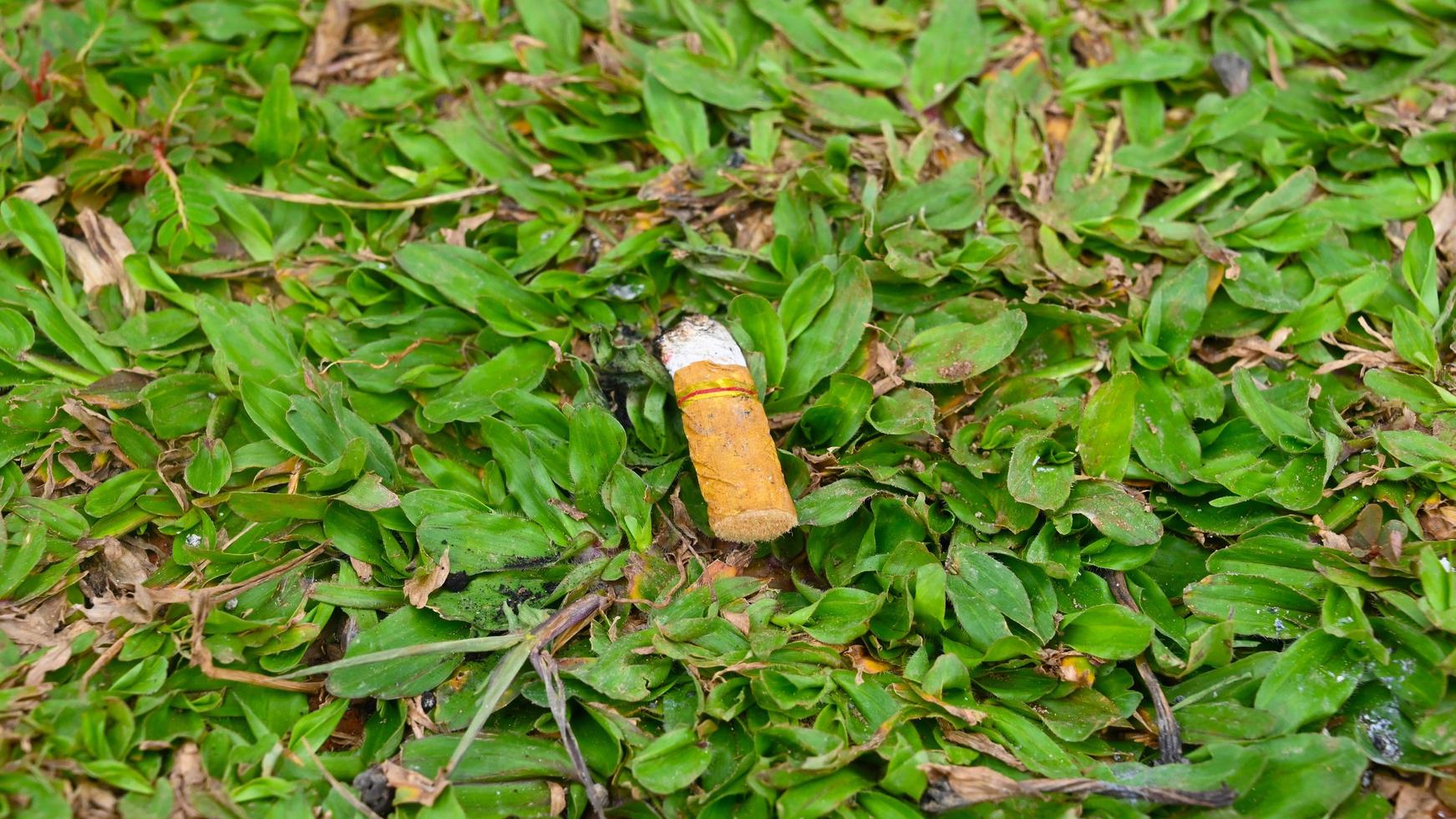 um pedaço de bituca de cigarro na grama foto